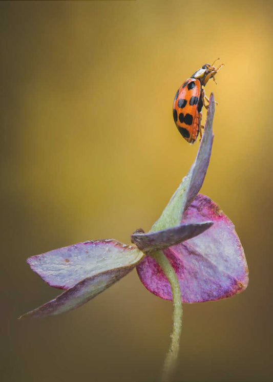 Vibrant Ladybug Perch