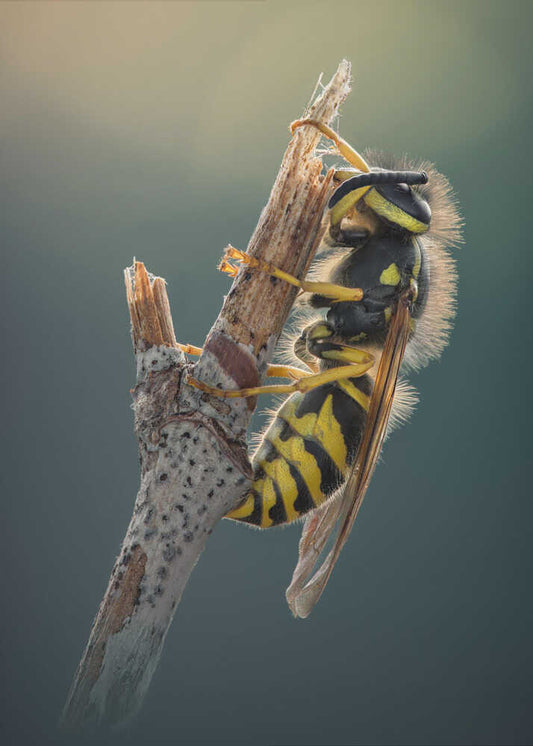 Fuzzy Wasp on Branch
