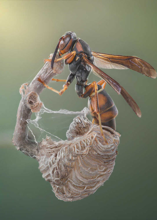 Wasp Building Nest