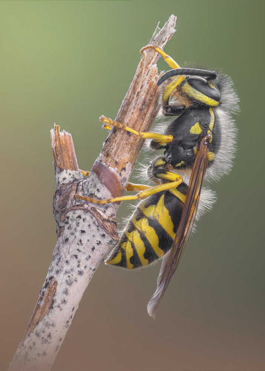 Yellow Wasp on Twig