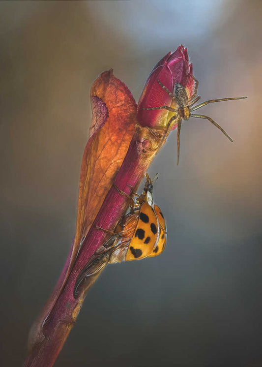 Spider and Ladybug Encounter