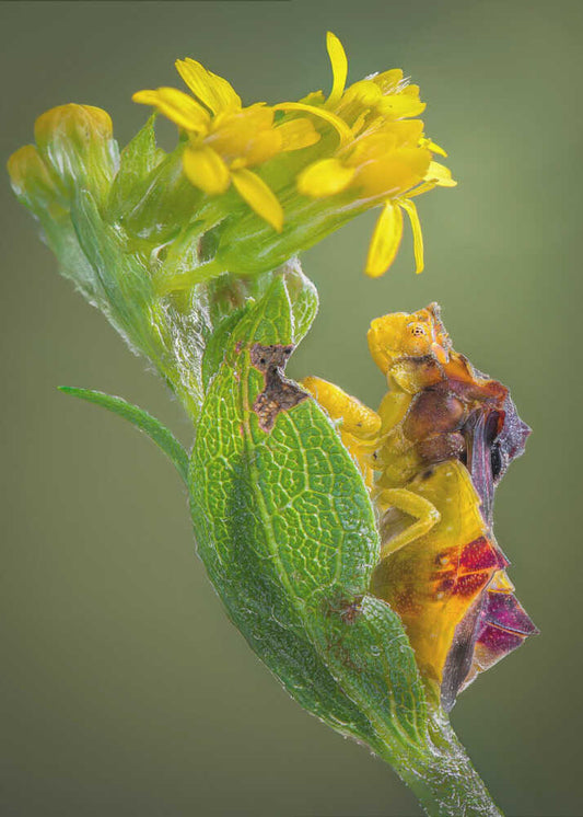 Camouflaged Crab Spider