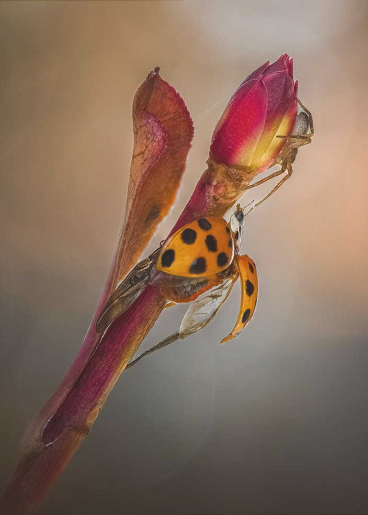 Ladybug Wings on Bud