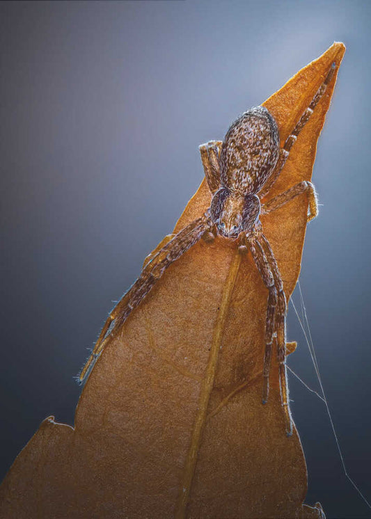 Spider on Golden Leaf