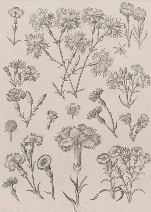 Adriaen collaert