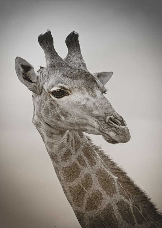 Portrait of a giraffe