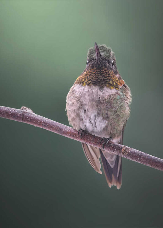 Hummingbird on Branch