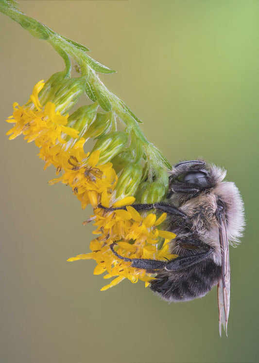 Peaceful Bee on Bloom
