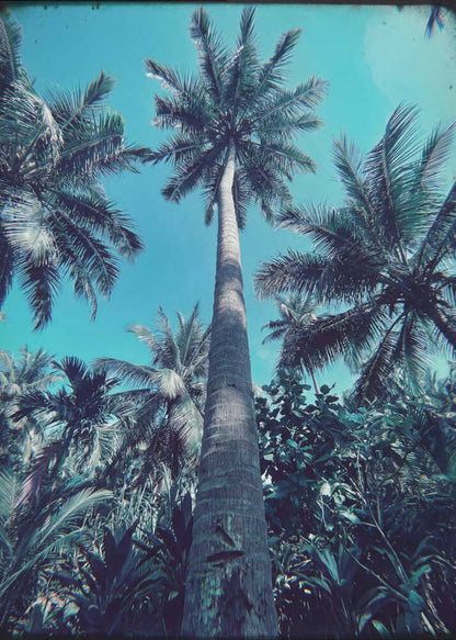 Retro Palm Trees