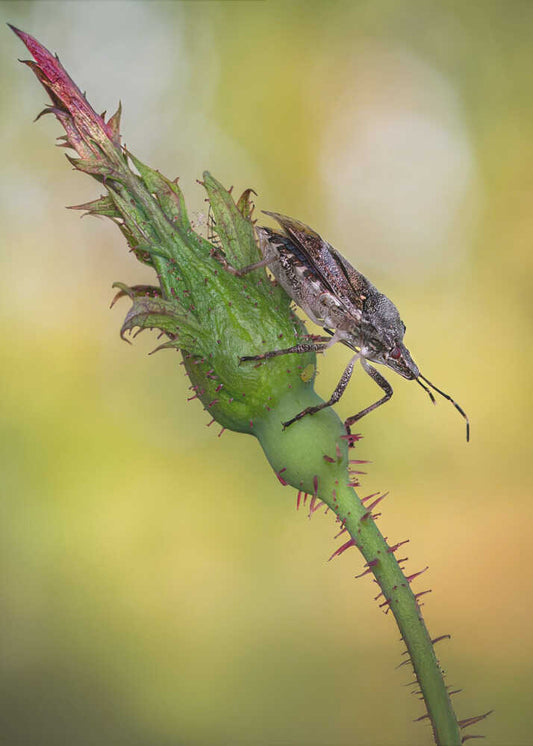 Stink Bug on Rose Bud
