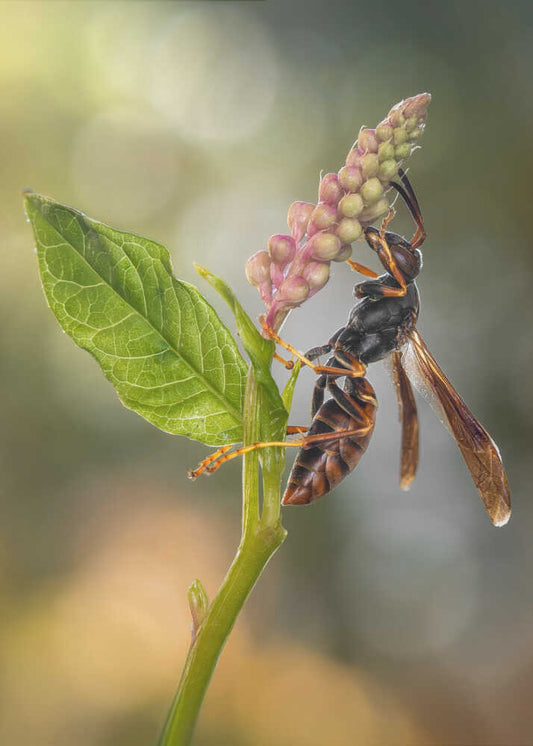 Paper Wasp on Bloom