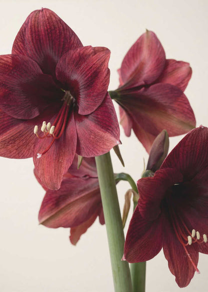 Red Amaryllis