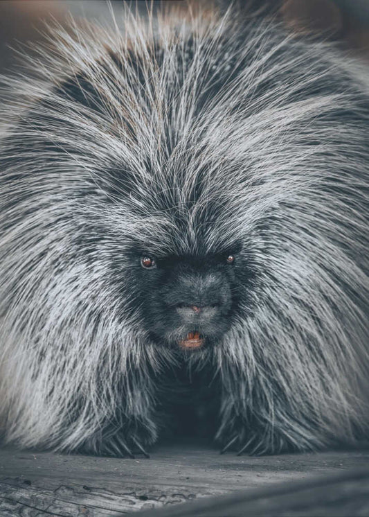 Electric Fur