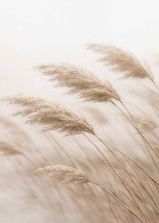 Windblown Pampas Grass