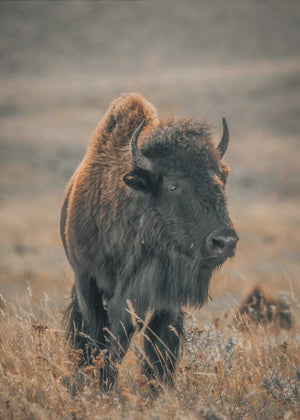 Buffalo