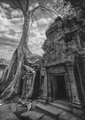 Ancient Temple Tree Roots
