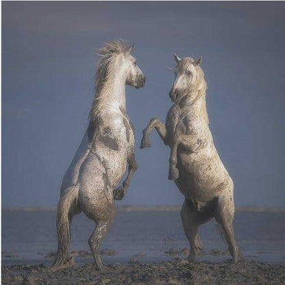 Confrontation