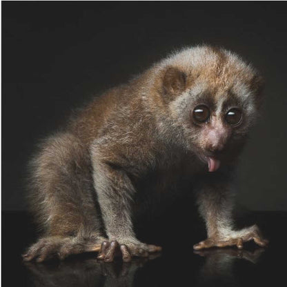 lorises