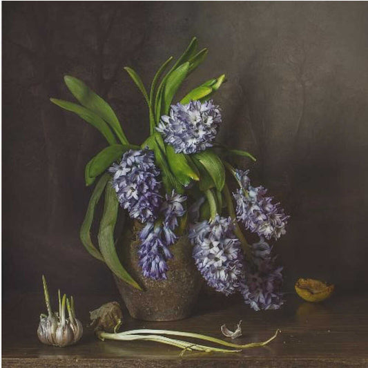 Hyacinths