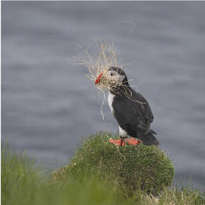 Gathering grass