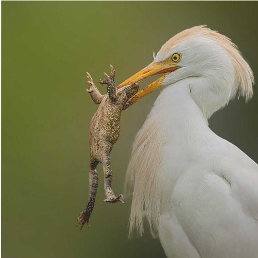 Little Egret