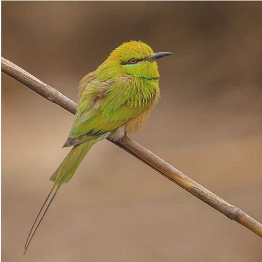 Bee-eaters