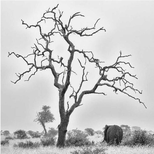 African Bush