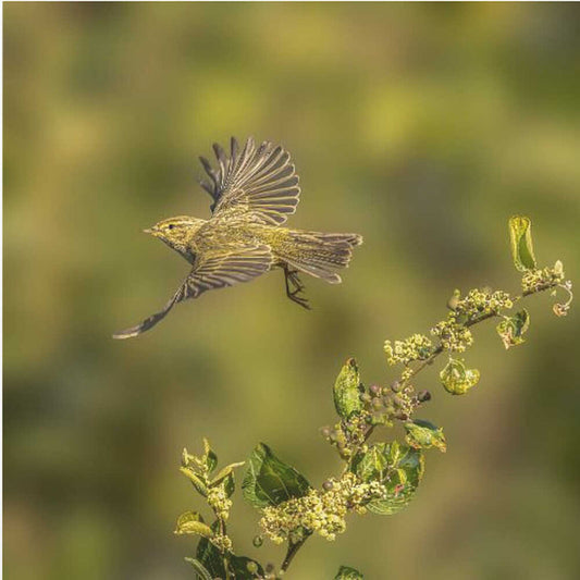 Common Chiffchaff