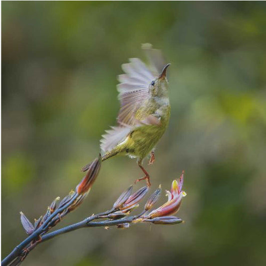 Female Sunbird