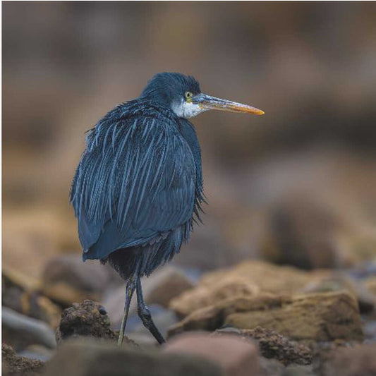 Egretta gularis